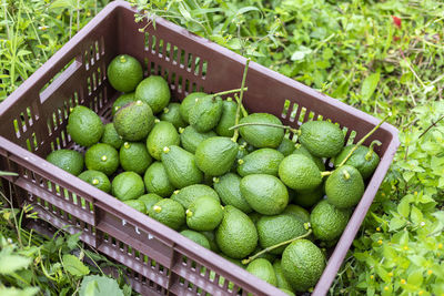 Basket full of freshly harvested avocados on the ground
