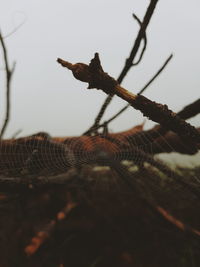 Close-up of spider web against sky