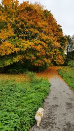 Footpath amidst plants during autumn