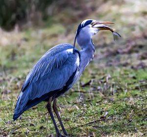 Close-up of bird on field