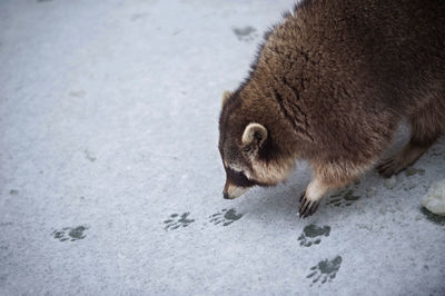 High angle view of tiger in snow