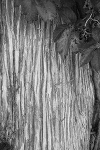 Full frame shot of tree