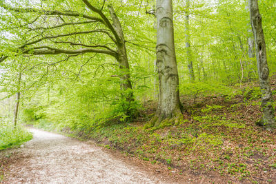 Trees growing in forest