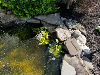 Close-up of flowers on rock by water