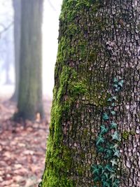 Close-up of moss growing on tree trunk