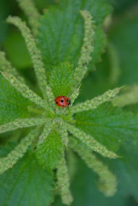 Close-up of ladybug on leaf