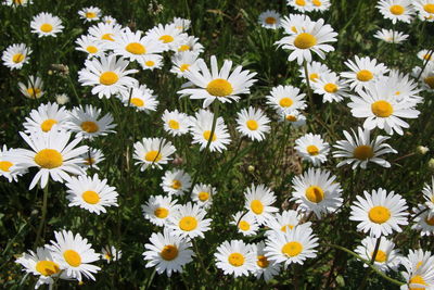 High angle view of daisy flowers