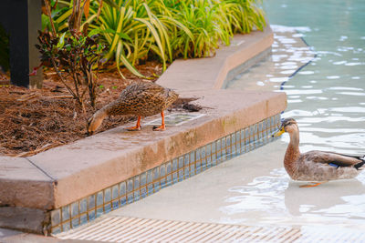 Close-up of duck in water