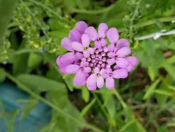 Close-up of purple flowers blooming outdoors