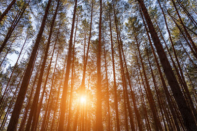 Low angle view of trees in forest