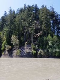 Trees by water against sky