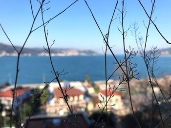 Close-up of plants against sea