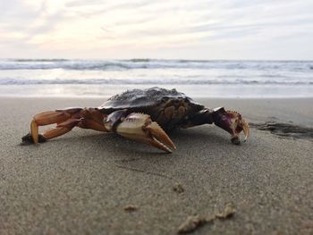 Close-up of crab on beach against sky