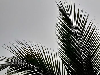 palm tree