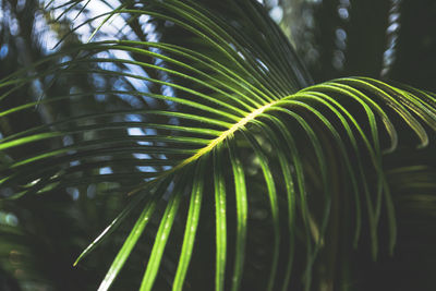 Close-up of palm tree leaves