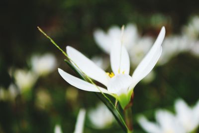 Close-up of white crocus flower