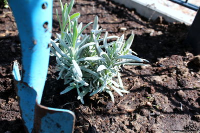 High angle view of potted plant on field