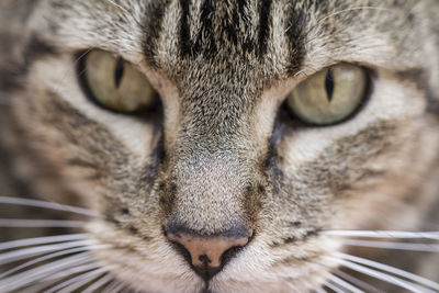 Close-up portrait of cat