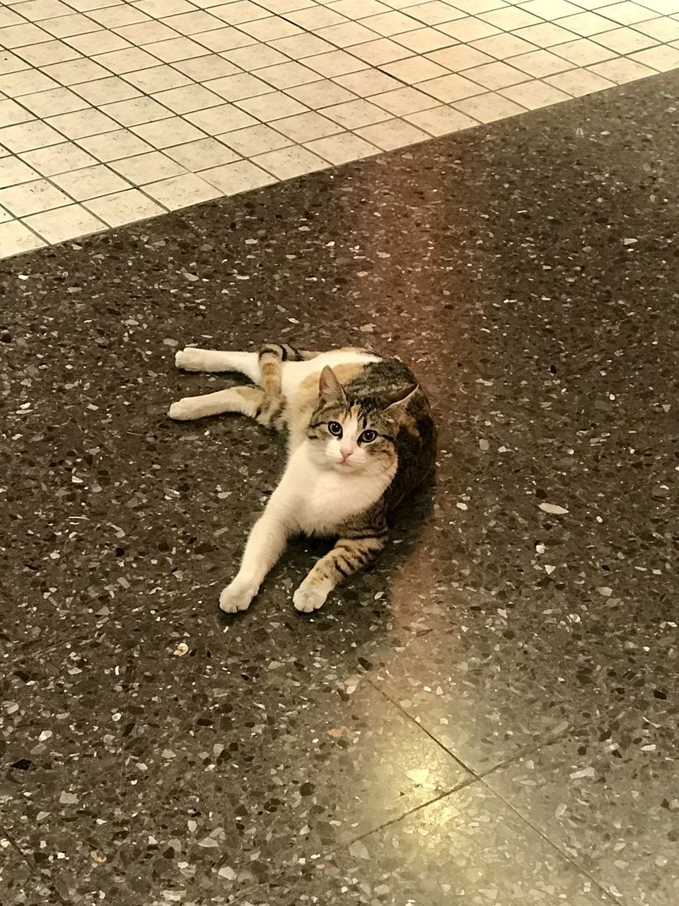 HIGH ANGLE VIEW OF CAT LYING ON TILED FLOOR