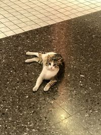 High angle view of cat lying on floor