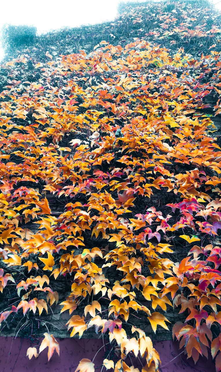 CLOSE-UP OF YELLOW MAPLE LEAVES ON PLANT