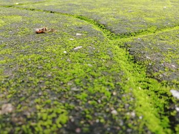 Close-up of a reptile on a field