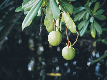 Close-up of fruits growing on tree