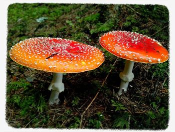 Close-up of mushroom growing on field