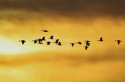 Silhouette flock of birds flying against sky during sunset