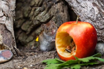 Close-up of rodent by eaten apple