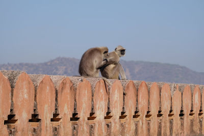 Monkeys on a wall