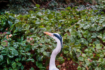 Close-up of gray heron against plants