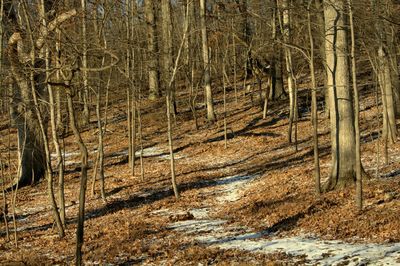 Bare trees in forest