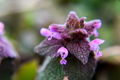 Close-up of pink flowering plant