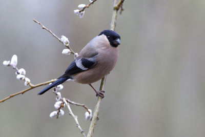 Close-up of bird perching on branch