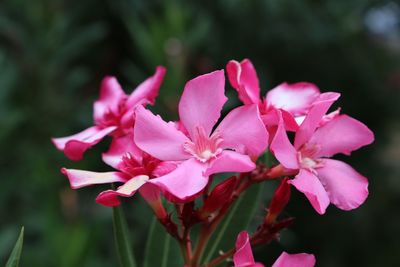 Close-up of pink flowers blooming outdoors