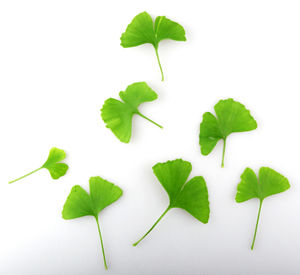 Close-up of leaves against white background