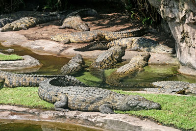 High angle view of crocodile
