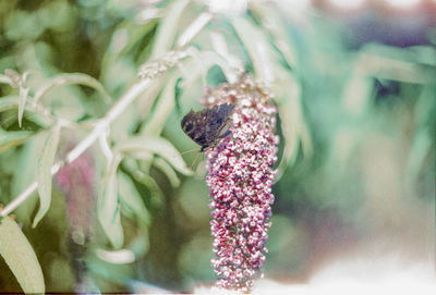 Close-up of insect on purple flower