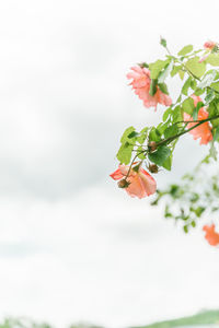 Close-up of plant against sky