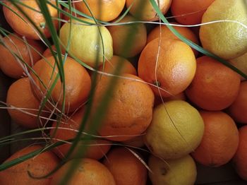 Full frame shot of oranges