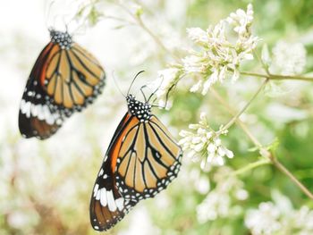 butterfly