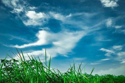 Low angle view of grass against sky