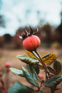 Close-up of berries growing on tree