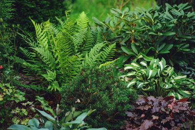 Close-up of fresh green leaves on plant in forest