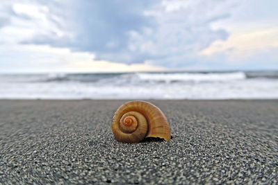 Close-up of snail at beach