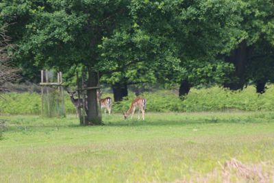 Cows grazing on grassy field