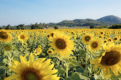 Close-up of yellow flowering plants on field against sky