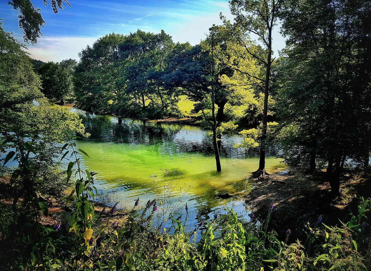 tree, plant, water, tranquil scene, tranquility, beauty in nature, nature, scenics - nature, forest, growth, green color, no people, sky, day, non-urban scene, reflection, land, lake, sunlight, outdoors, flowing water