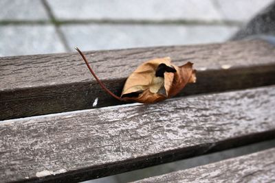 Close-up of dry leaves on wood